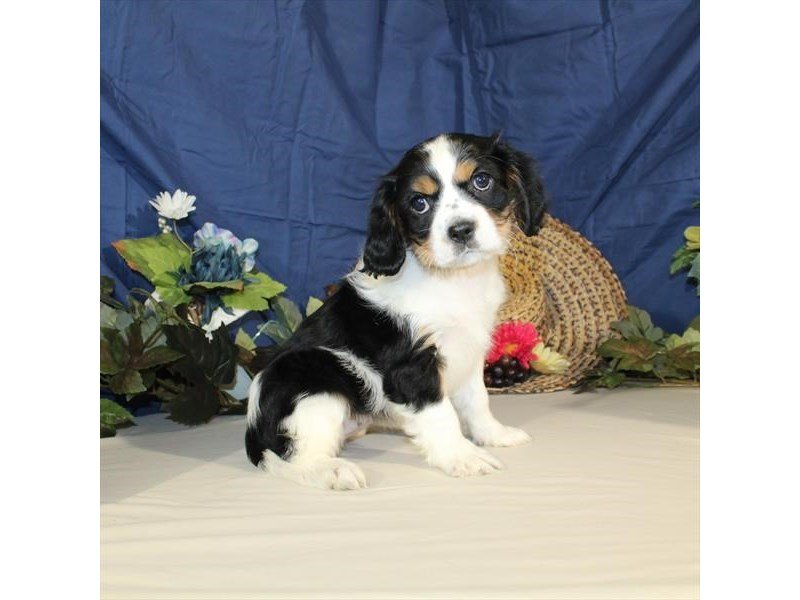 Cavalier King Charles Spaniel-DOG-Female-White Black / Tan-2064389-My Next Puppy