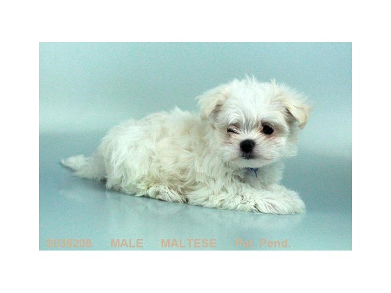 Maltese-DOG-Male-WH:BLK PTS-2068956-My Next Puppy