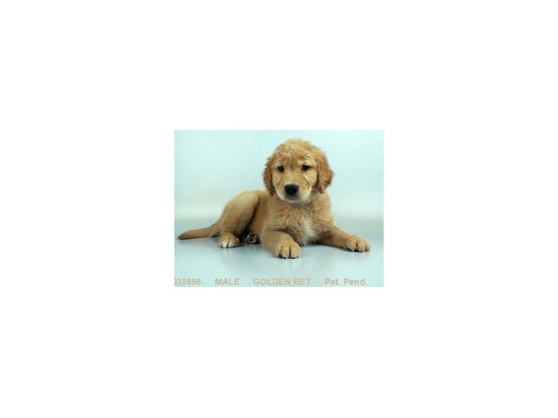 Golden Retriever-DOG-Male-Golden-2066732-My Next Puppy