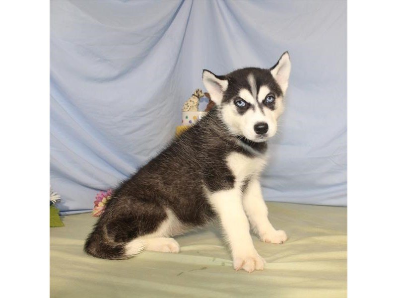 Siberian Husky-DOG-Female-Black / White-2074580-My Next Puppy