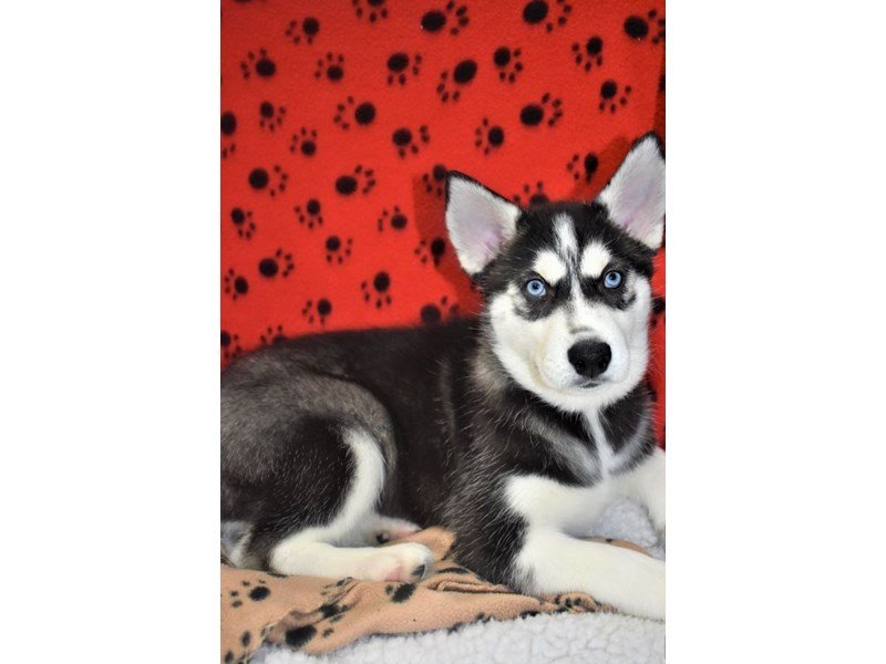 Siberian Husky-DOG-Female-Black-White-2076918-My Next Puppy