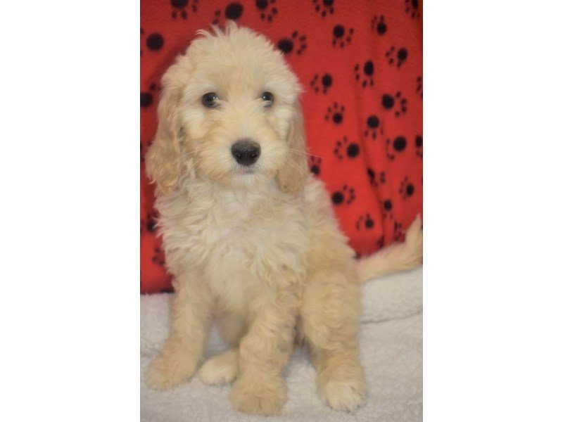 Golden-Poo-DOG-Female-golden-2076855-My Next Puppy