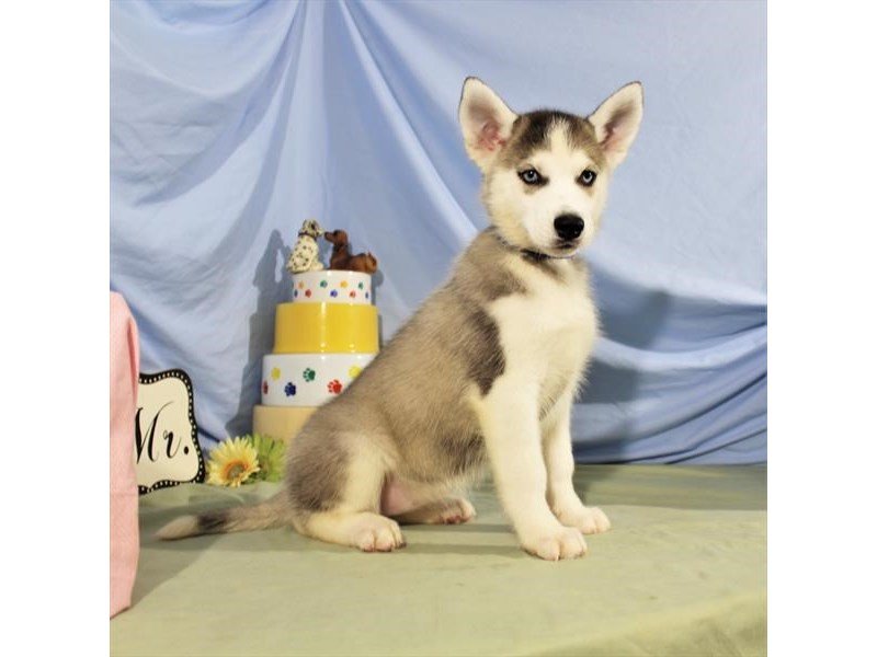 Siberian Husky-DOG-Female-Silver / White-2079438-My Next Puppy