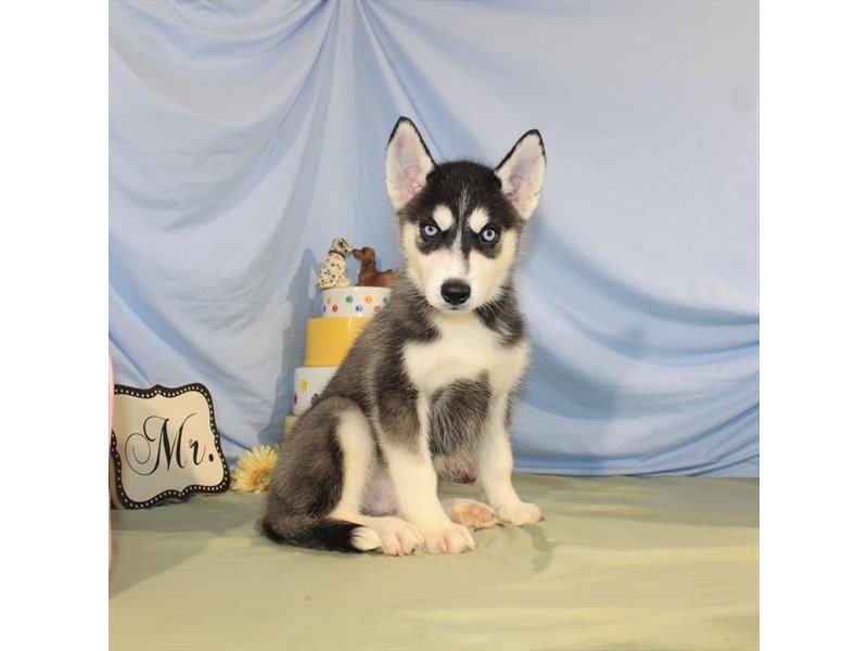 Siberian Husky-DOG-Male-Black / White-2079439-My Next Puppy