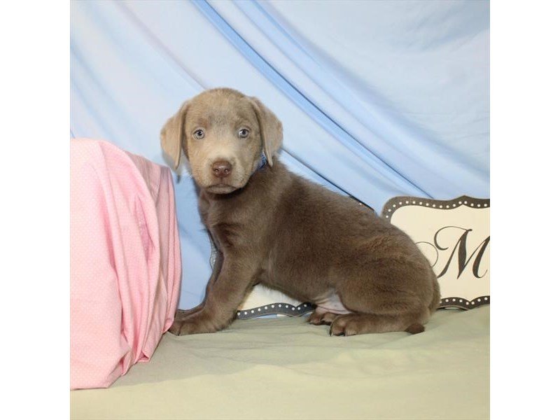 Labrador Retriever-DOG-Male-Silver-2079440-My Next Puppy