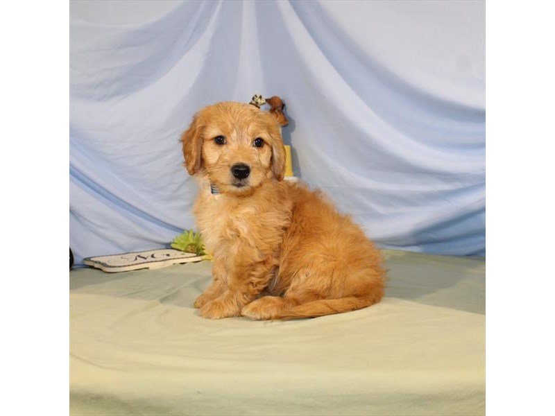 Goldendoodle Mini-DOG-Male-Golden-2079441-My Next Puppy