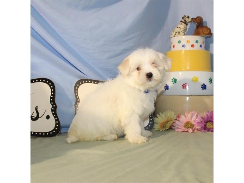 Maltese-DOG-Male-White-2079443-My Next Puppy