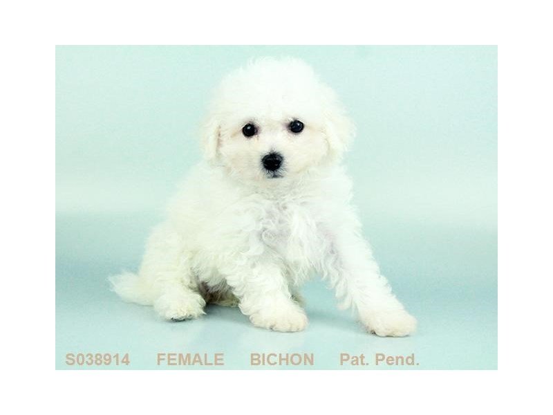 Bichon Frise-DOG-Female-WH-2079765-My Next Puppy