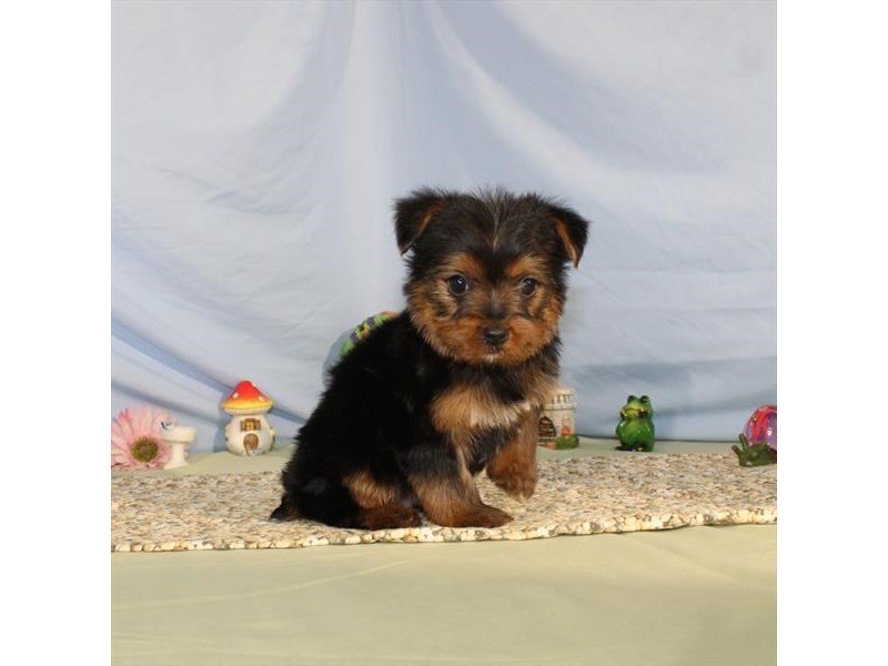 Yorkshire Terrier-DOG-Male-Black / Tan-2084426-My Next Puppy