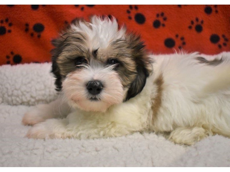 Shih Tzu-Coton-Male-Sable-White-2087189-My Next Puppy