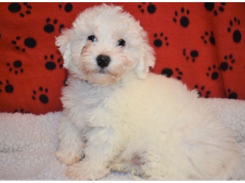 Bichon Frise-DOG-Male-White-2087159-My Next Puppy