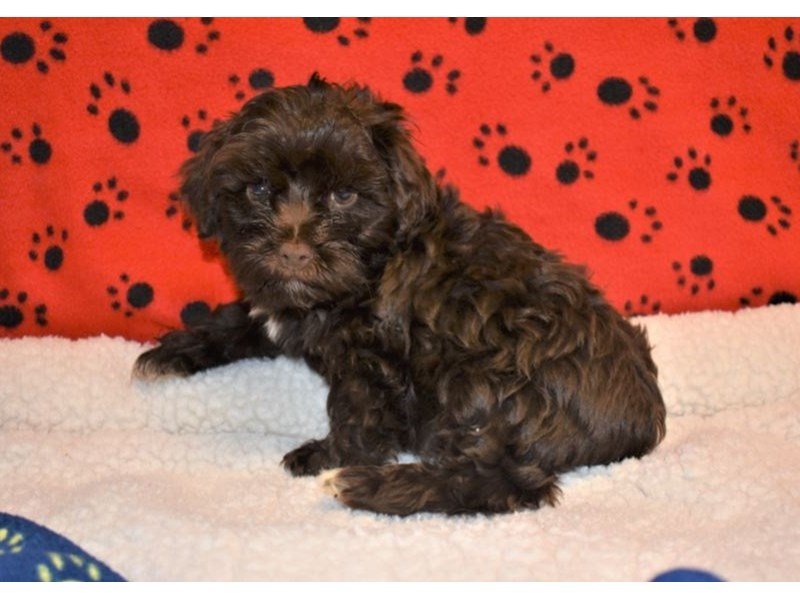 Yorkie Poo-DOG-Male-Chocolate-2087213-My Next Puppy