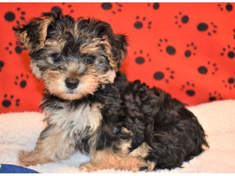 Yorkie Bichon-Female-Black-Tan-2087195-My Next Puppy