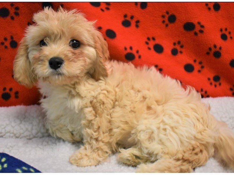 Cavachon-DOG-Female-tan-2087186-My Next Puppy