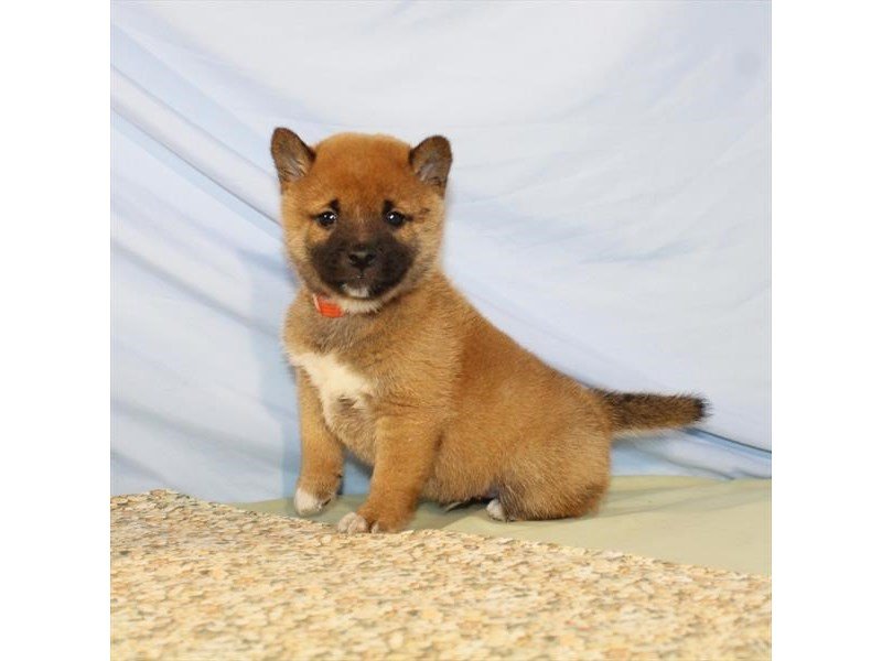 Shiba Inu-DOG-Male-Red Sesame-2090047-My Next Puppy