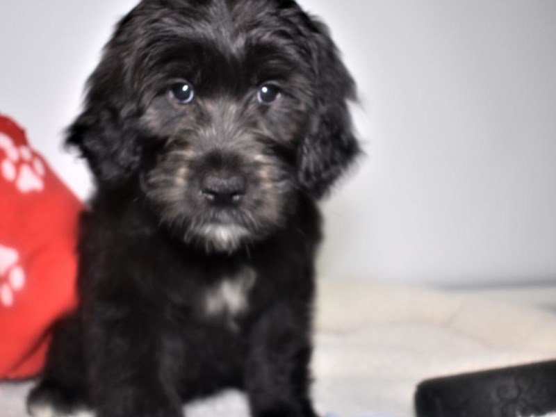 Goldendoodle-DOG-Female-black-2066736-My Next Puppy