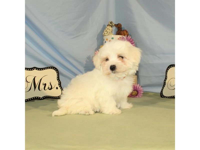 Maltese-DOG-Male-White-2074576-My Next Puppy