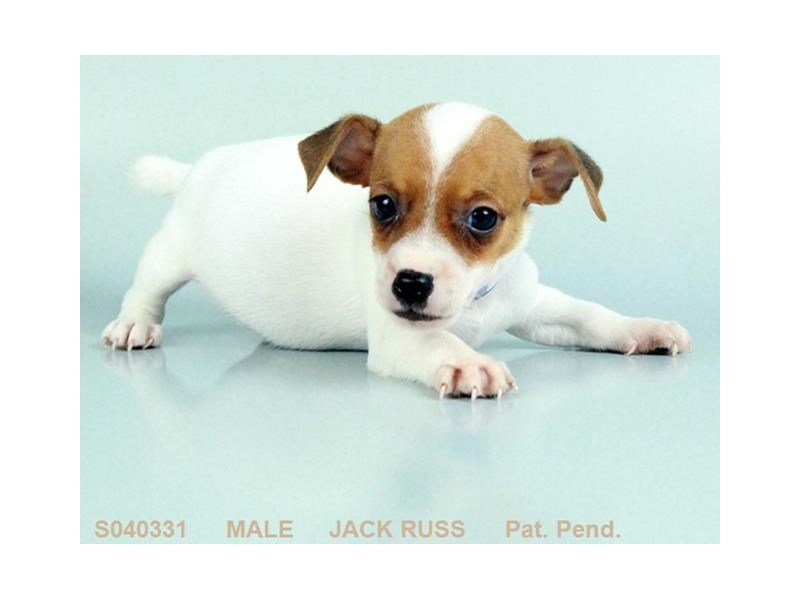 Jack Russell Terrier-DOG-Male-WH:TN MKGS-2088959-My Next Puppy