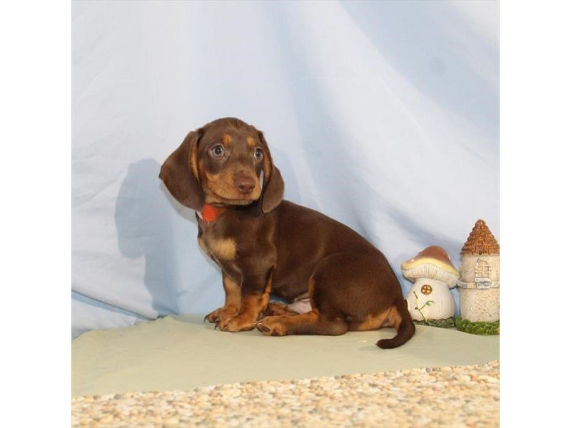 Dachshund-DOG-Male-Chocolate / Tan-2090048-My Next Puppy