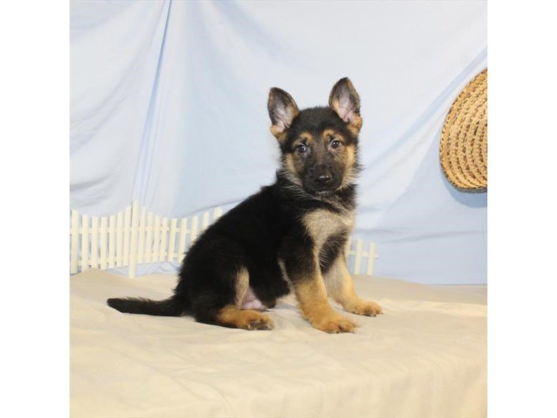 German Shepherd Dog-DOG-Male-Black / Tan-2095861-My Next Puppy