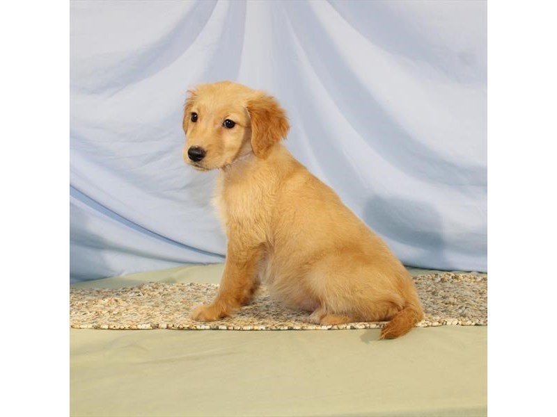 Golden Retriever-DOG-Female-Golden-2095864-My Next Puppy