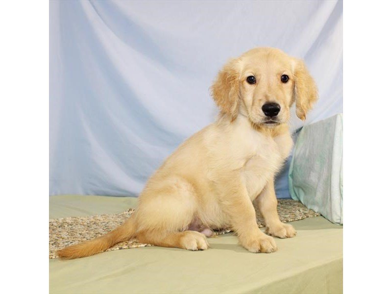 Golden Retriever-DOG-Male-Light Golden-2095865-My Next Puppy