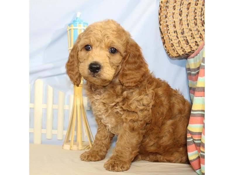 Mini Goldendoodle-DOG-Male-Dark Golden-2095925-My Next Puppy