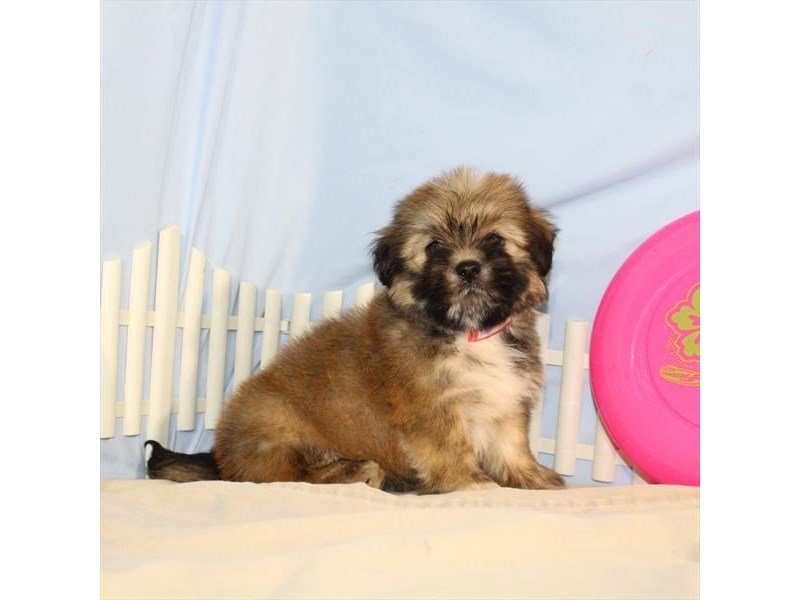 Lhasa Apso-DOG-Male-Red Gold-2099089-My Next Puppy
