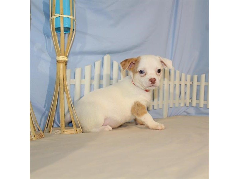Chihuahua-DOG-Male-White / Red-2099090-My Next Puppy