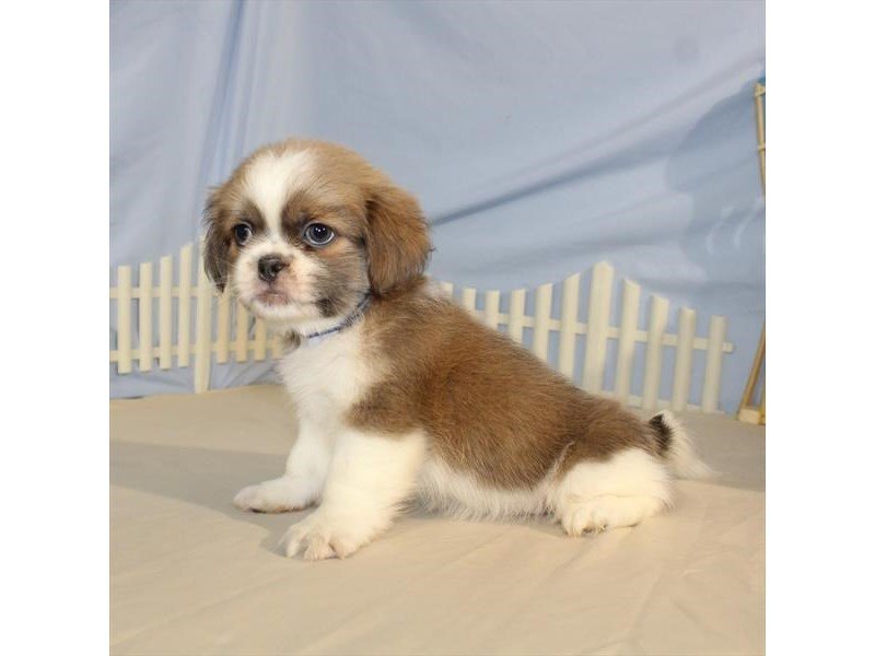 Shih Tzu/Pekingese-DOG-Male-White / Gold-2099091-My Next Puppy