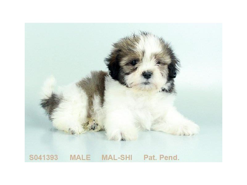 Mal-Shi-DOG-Male-BRDL & WH-2099190-My Next Puppy