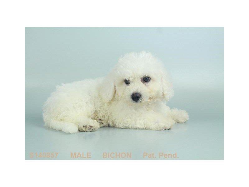 Bichon Frise-DOG-Male-WH-2103907-My Next Puppy
