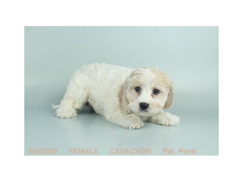 Cavachon-DOG-Female-BHEIM-2103908-My Next Puppy