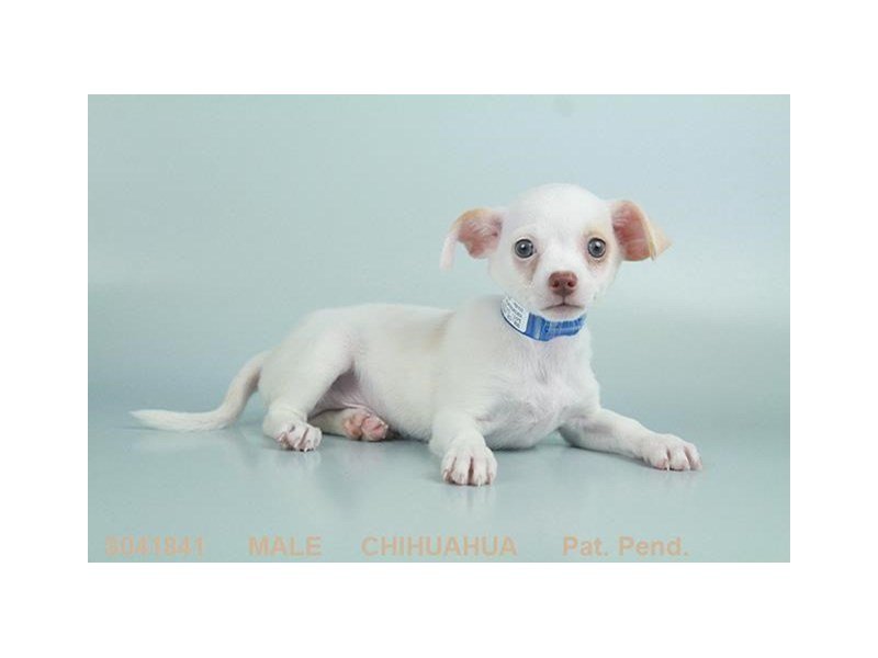 Chihuahua-DOG-Male-WH:CR MKGS-2103911-My Next Puppy