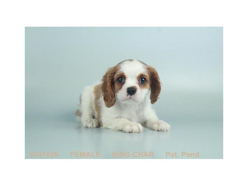 Cavalier King Charles-DOG-Female-BHEIM-2103912-My Next Puppy