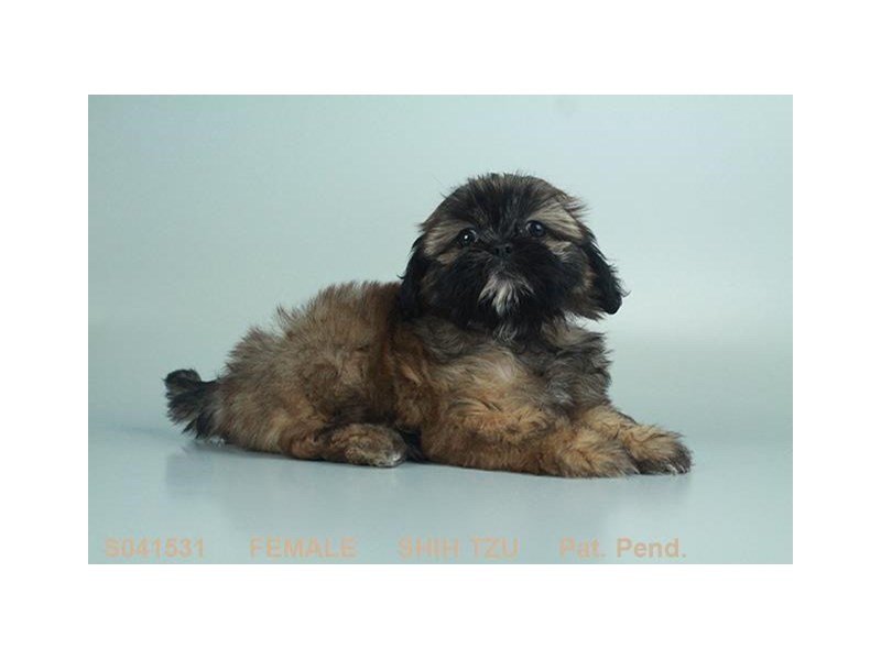 Shih Tzu-DOG-Female-BLK GLD & WH-2103918-My Next Puppy