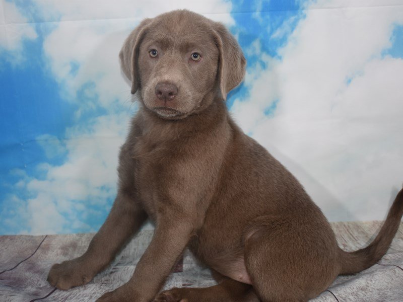 Labrador Retriever-DOG-Female-Silver-2107095-My Next Puppy