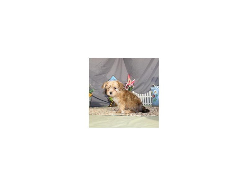 Morkie (Yorki/Maltese)-DOG-Male-Brown-2107069-My Next Puppy