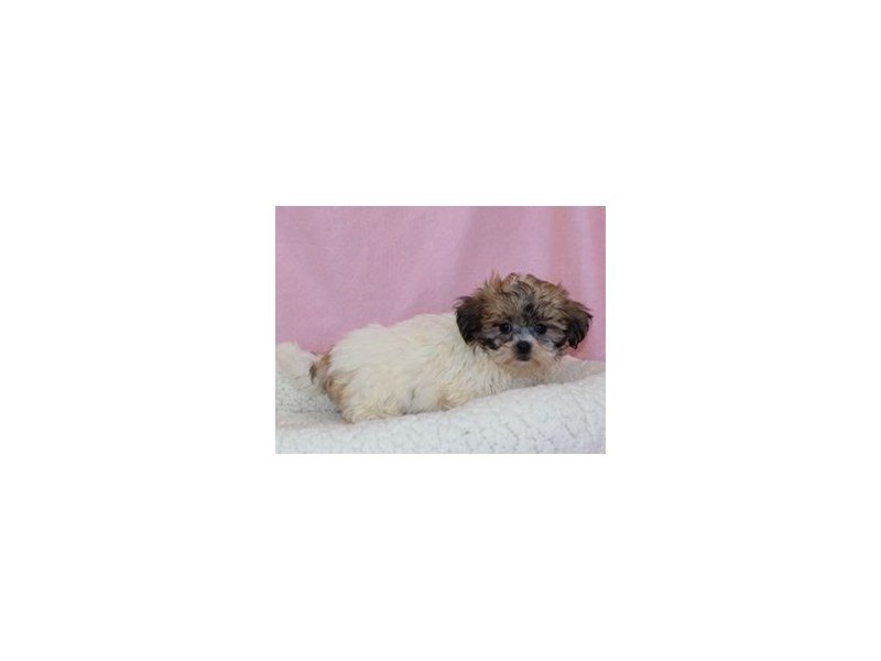 Shih Tzu / Bichon-Male-Tan-White-2107028-My Next Puppy