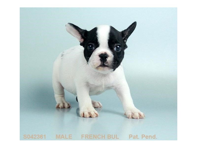 French Bulldog-DOG-Male-BLK:PBLD-2109243-My Next Puppy