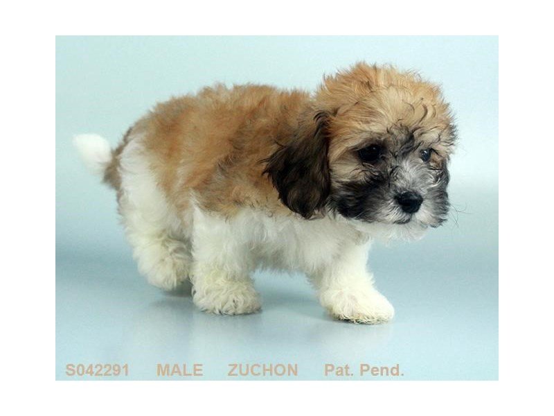 Zuchon-DOG-Male-RD & WH-2109244-My Next Puppy