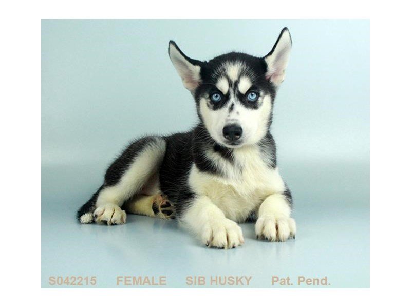 Siberian Husky-DOG-Female-BLK & WH-2109246-My Next Puppy