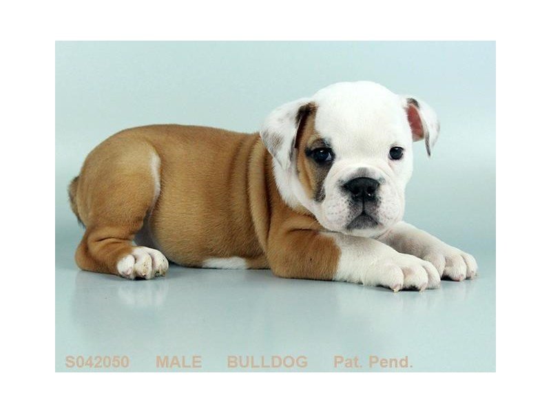 English Bulldog-DOG-Male-FN:WH MKGS-2109251-My Next Puppy