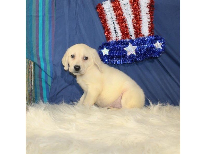 Labrador Retriever-DOG-Male-Yellow-2109842-My Next Puppy