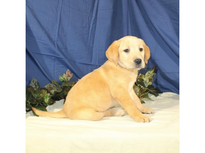 Labrador Retriever-DOG-Female-Yellow-2109840-My Next Puppy