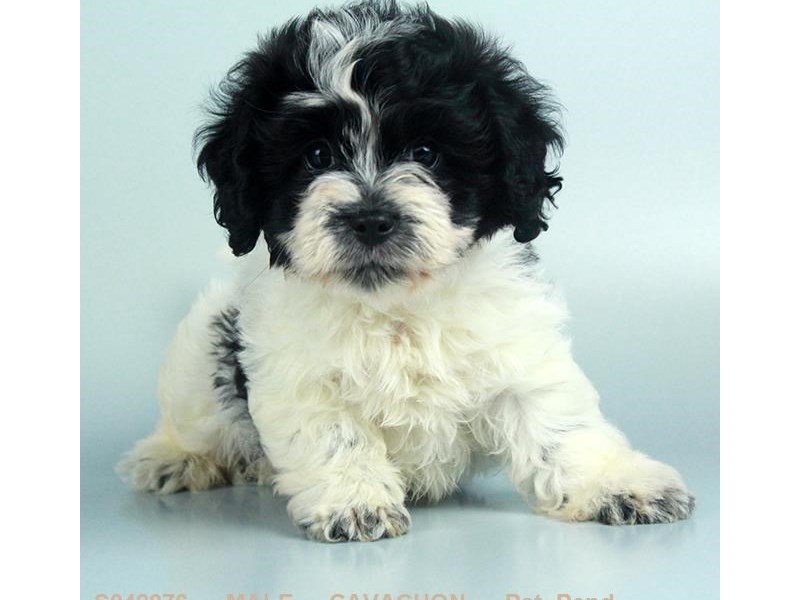 Cavachon-DOG-Male-BLK & WH-2114272-My Next Puppy