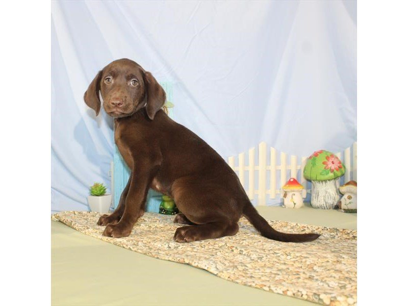 Labrador Retriever-DOG-Female-Chocolate-2115919-My Next Puppy