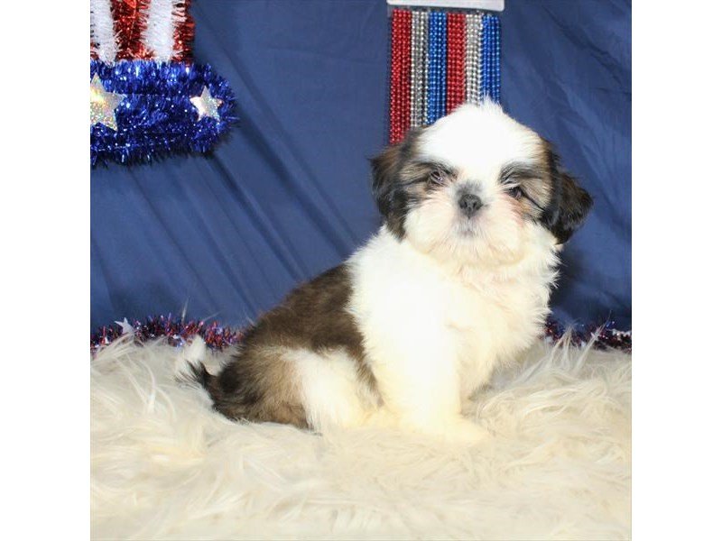 Shih Tzu-DOG-Male-White / Gold-2115922-My Next Puppy