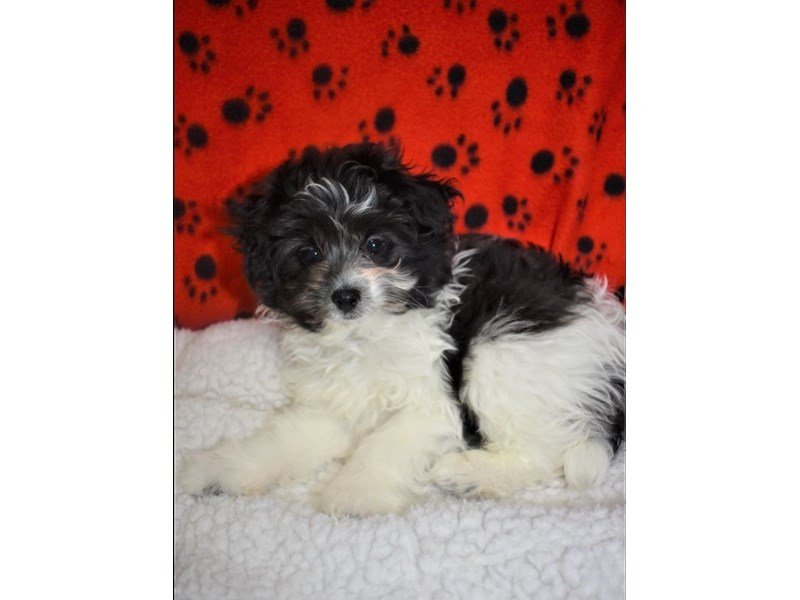 Pomeranian Poodle-Male-Black-White-2076929-My Next Puppy
