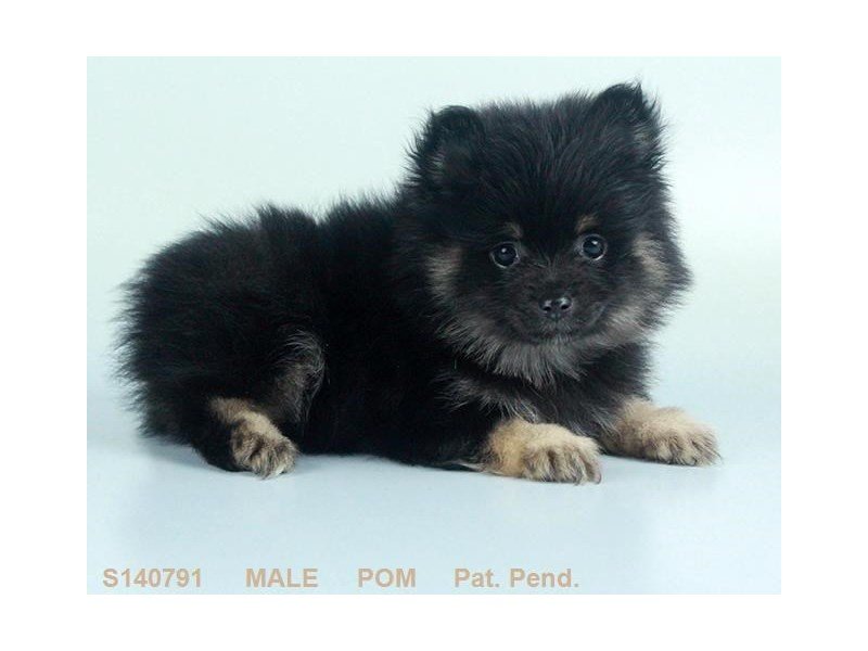 Pomeranian-DOG-Male-BLK & TN-2093772-My Next Puppy